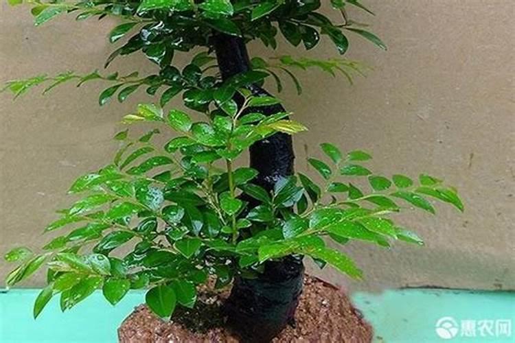 钙镁磷肥使用注意事项