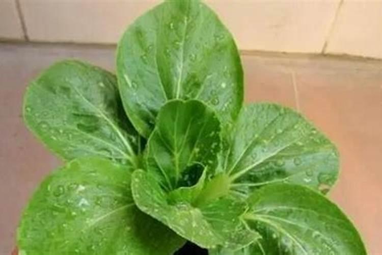 豆浆水可以浇花吗,是不是必须发酵
