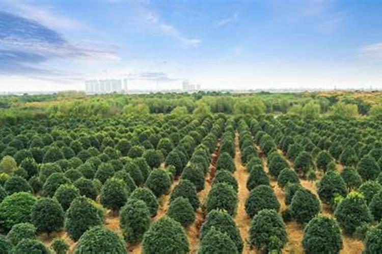 怎么给花补氮肥 兑水对着叶子喷补肥料