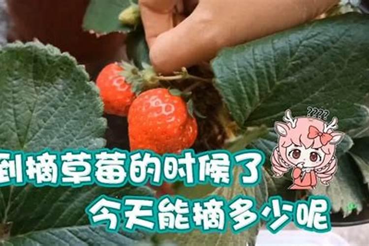 草莓热量是多少？