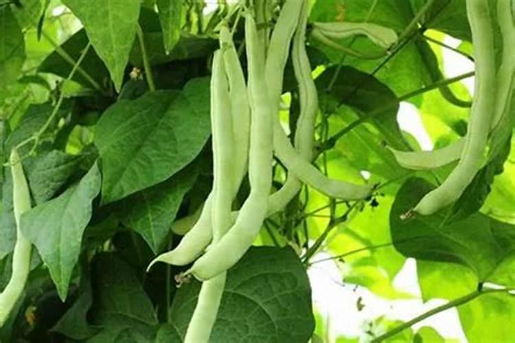 四季豆叶子黄了是怎么回事