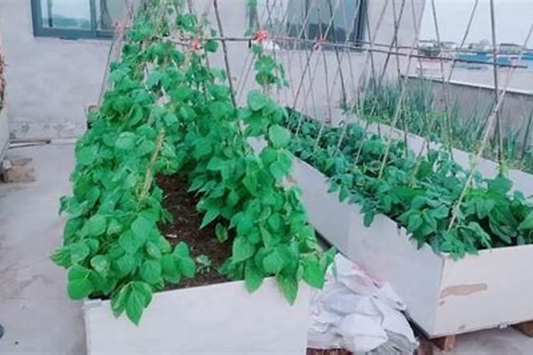 四季豆光长叶子不开花怎么办用草木灰能开花吗？