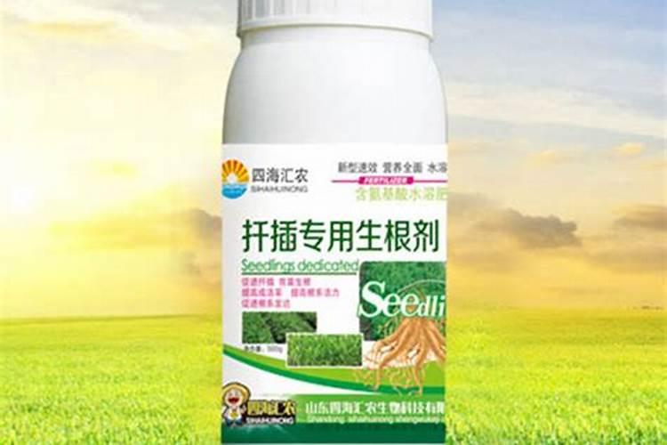 槟榔芋怎样种植