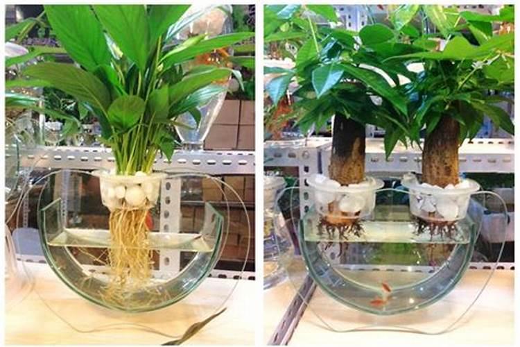硝态氮适用于什么作物