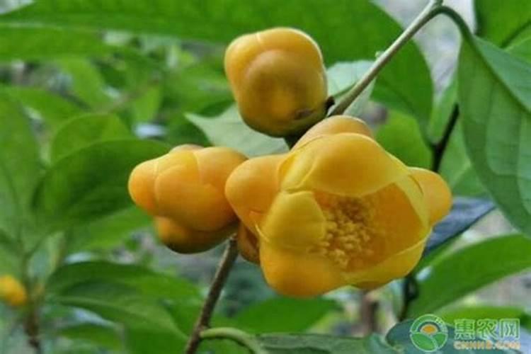 硝态氮肥的特点