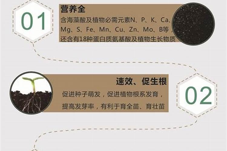 茴香开花了还能吃吗