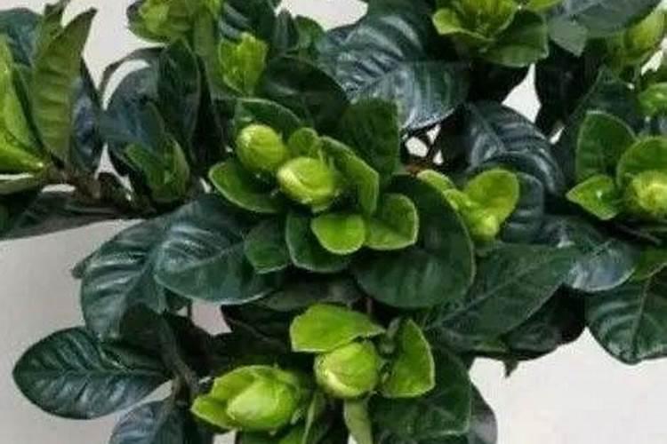 观叶植物用什么肥料好