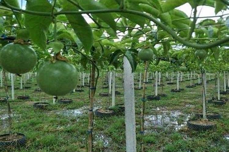 种植百香果什么时间施肥最好 百香果什么时候施肥