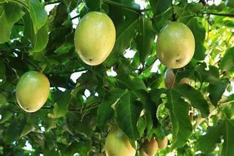 百香果什么时候施肥 种植百香果什么时间施肥最好