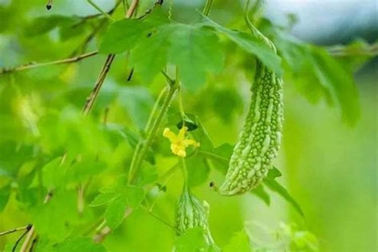 土壤肥料的选择方法