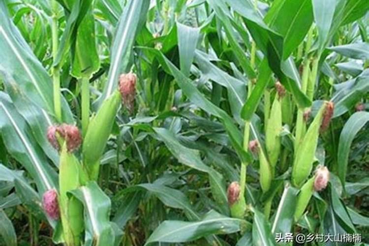小玉米苗十天施一次肥行吗？