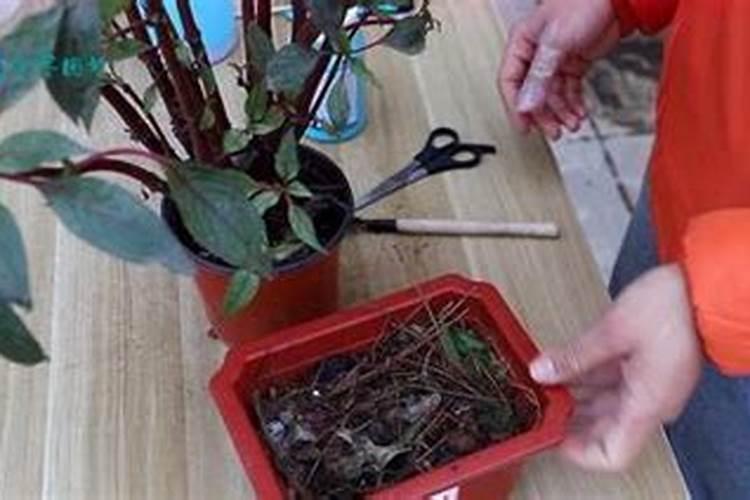 新换盆土多久可以施肥 新花盆更换土后何时施肥最合适？