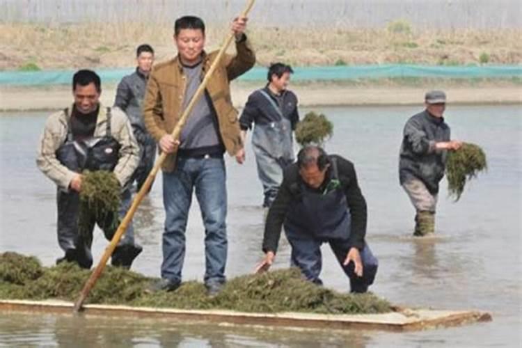 鱼塘下肥碳铵和磷肥怎么用