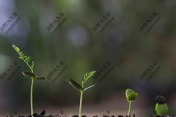 柑橘树施什么复合肥好呢？一年要施多少次？(大树)