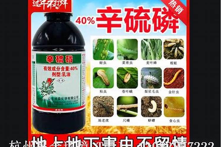 草坪可以用辛硫磷科粒杀虫吗