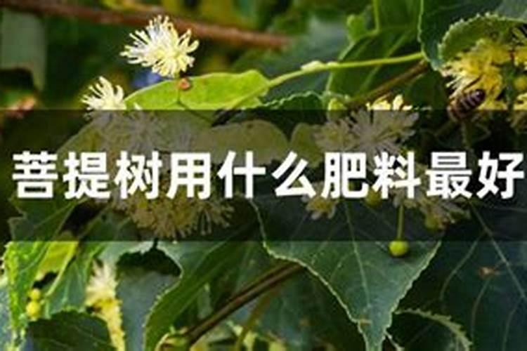 菩提树长什么样