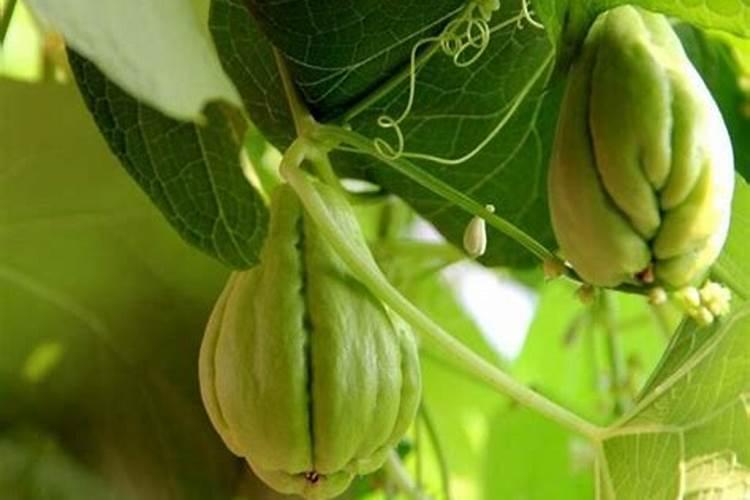 河南佛手瓜种植方法