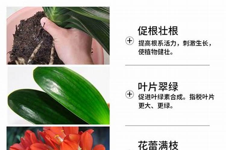 水溶肥知名品牌有哪些？