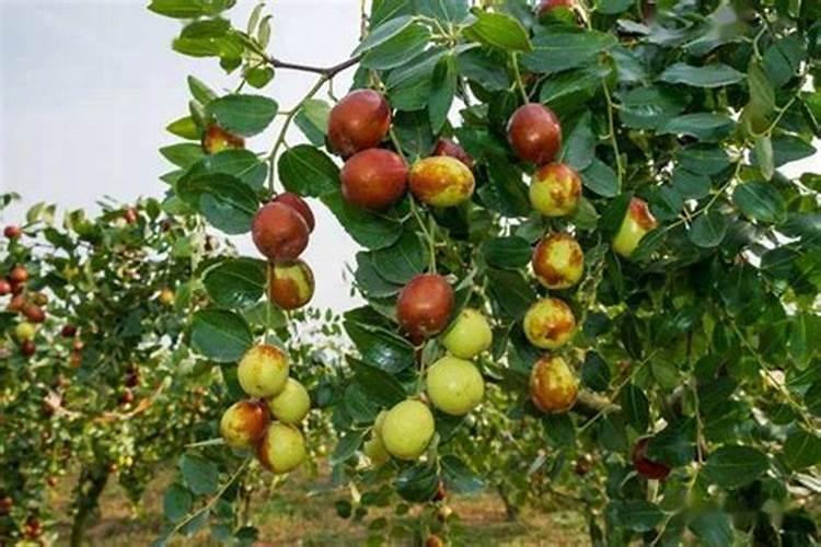 在农村,每亩租金500元,租用水田200亩种植水稻,能赚到多少钱？