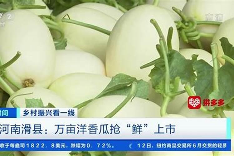 甜瓜不施底肥,后期冲水溶肥可!