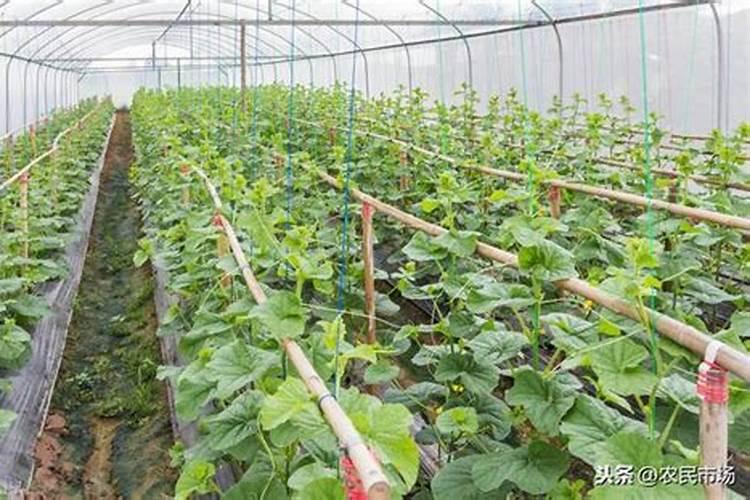 沙白甜瓜刚授粉,应该怎么管理？