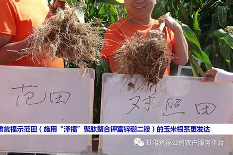 花生硼肥什么时间施用