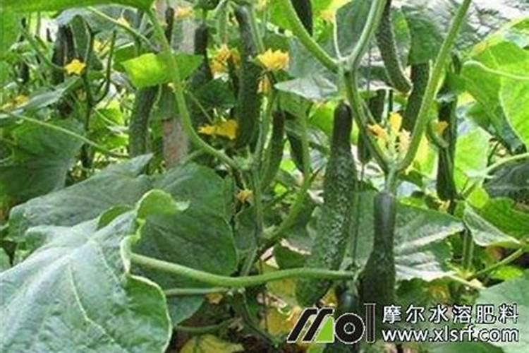 你了解钙肥吗,钙肥怎么选？什么时候用？怎么用？