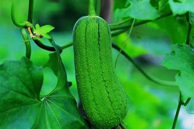 复合肥可以做叶面肥给花喷施吗