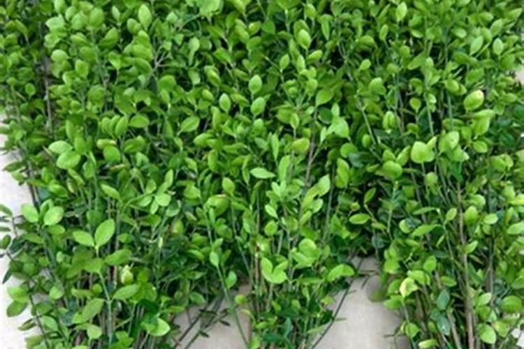 冬青小苗种植技术要点有哪些