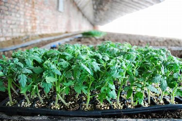 菜籽饼直接施肥芦柑果树可以吗