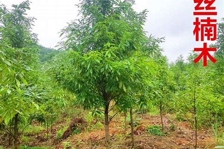 金丝楠木施什么肥最好