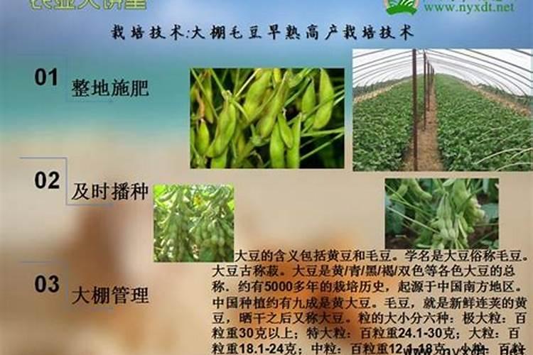 兰花喷叶面肥需要遵循哪些原则