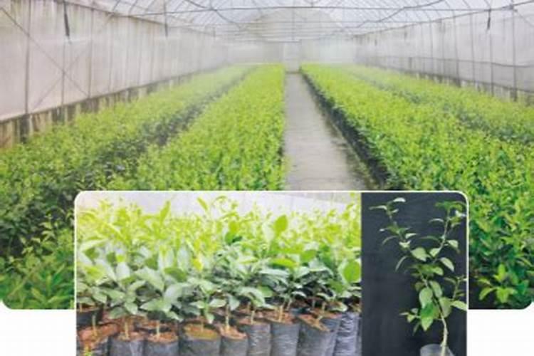 荔枝和龙眼树的养护方法
