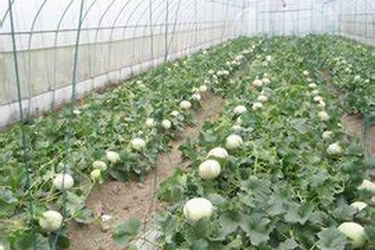 芦苇旱地可种植吗