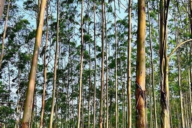 桉树用什么肥料最合适