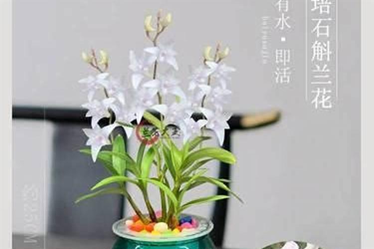 富贵竹怎么施肥