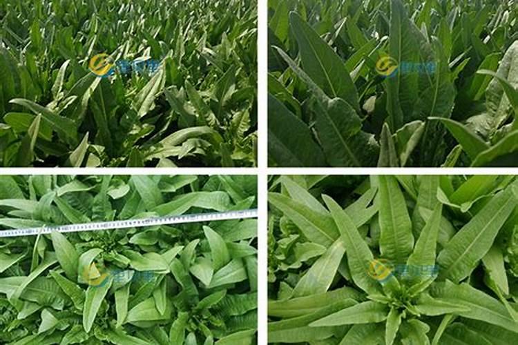 蔬菜用什么水溶肥好？