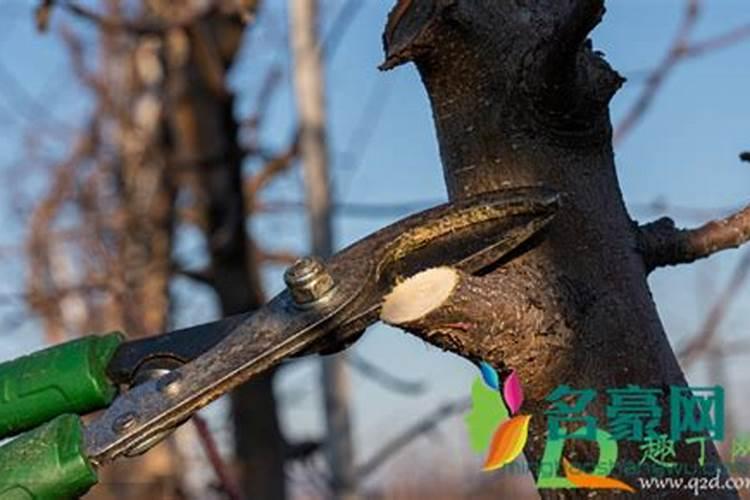 水仙花怎么养活？几天换一次水