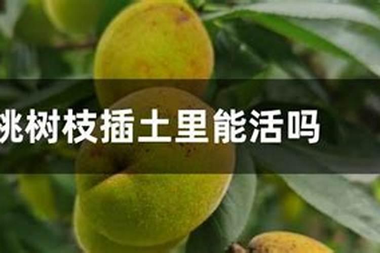 水仙花怎么养活？几天换一次水