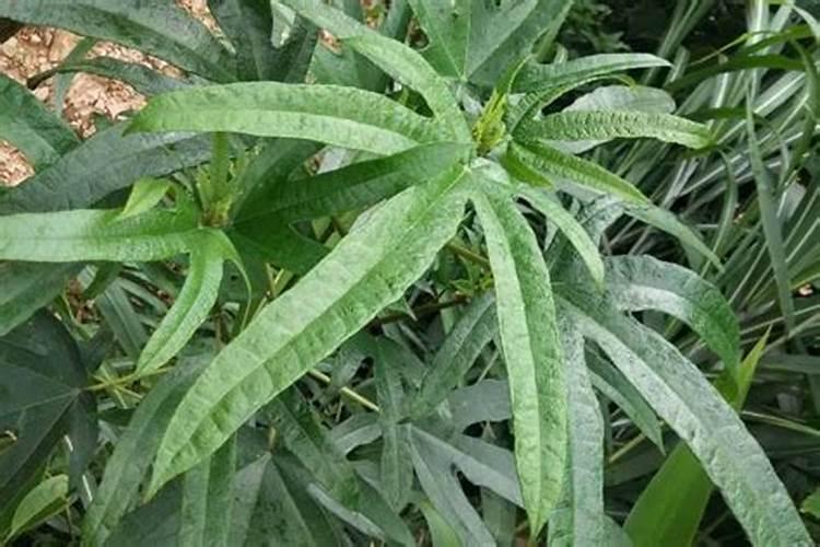 大蒜打什么药才粗壮,大蒜种植方法