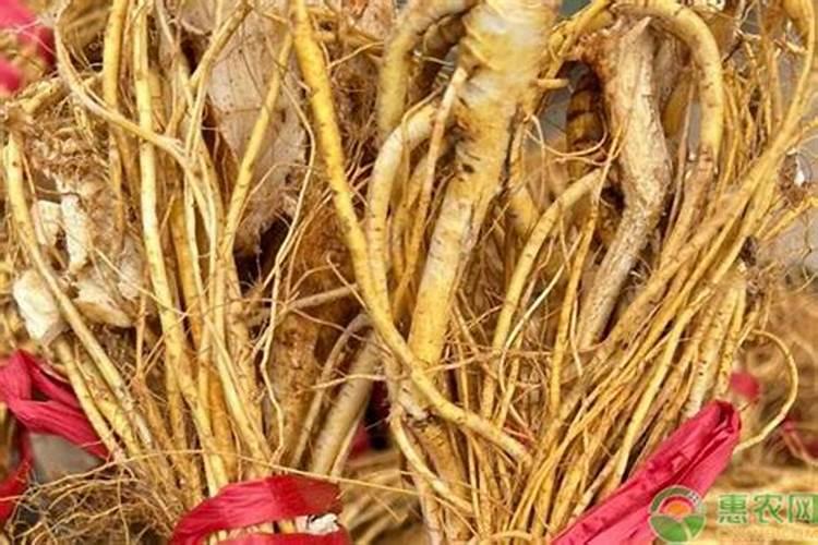 五指毛桃在种植上有什么方法呢