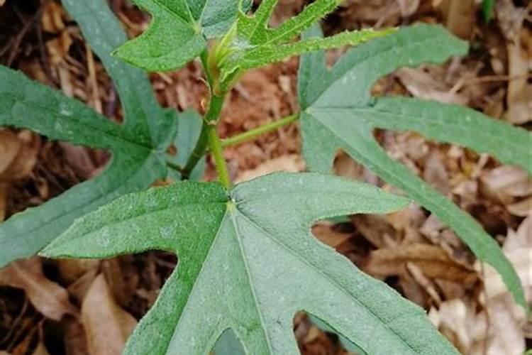 怎样种植五指毛桃才更科学合理
