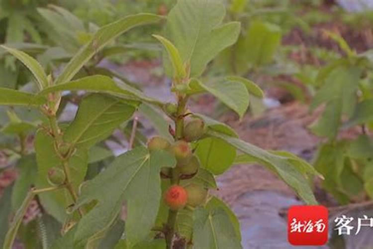 五指毛桃种植要遵循什么方法呀
