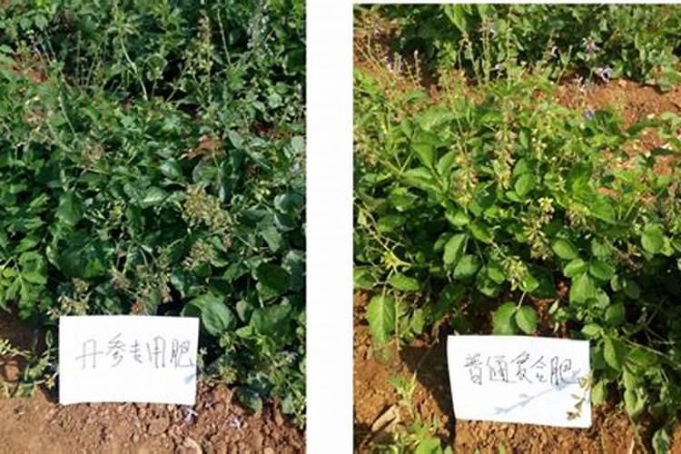 丹参底肥放什么肥好(底肥施用方法)