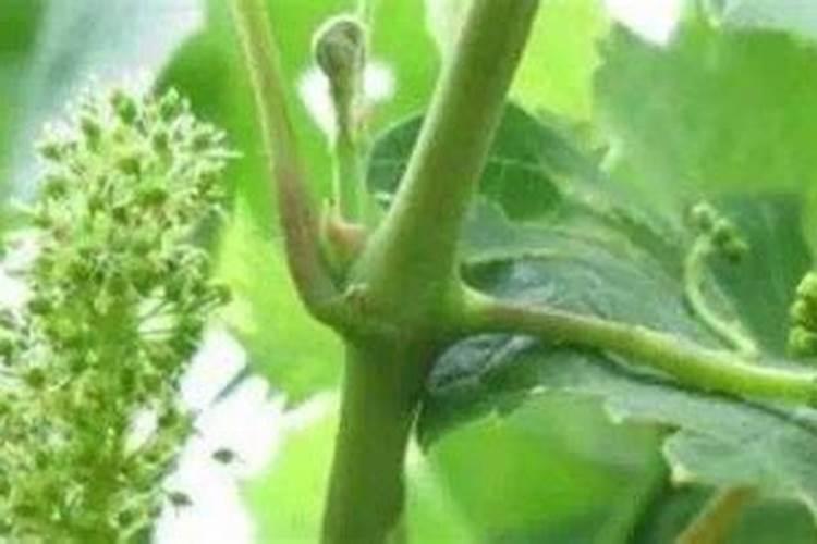 含锌量高的10种水果