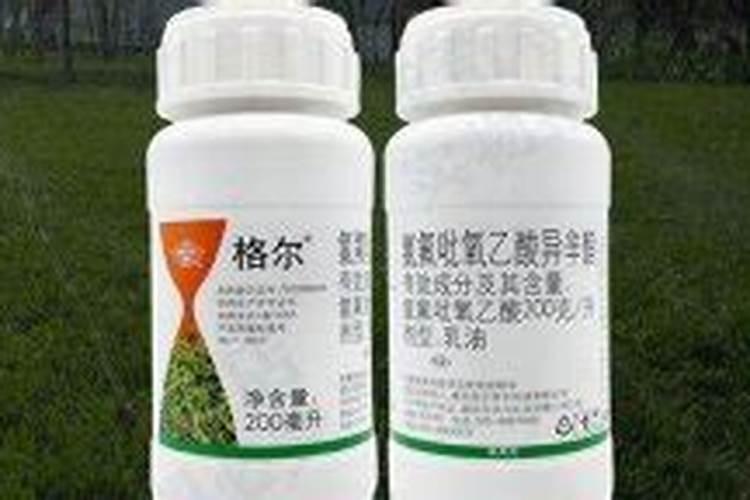 迷迭香多久浇水一次 迷迭香需几天浇水一回
