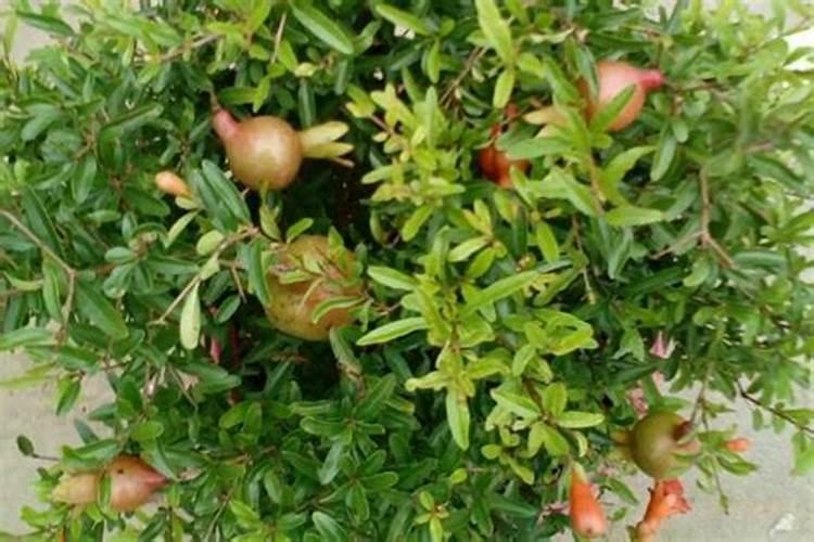 昙花施什么肥料