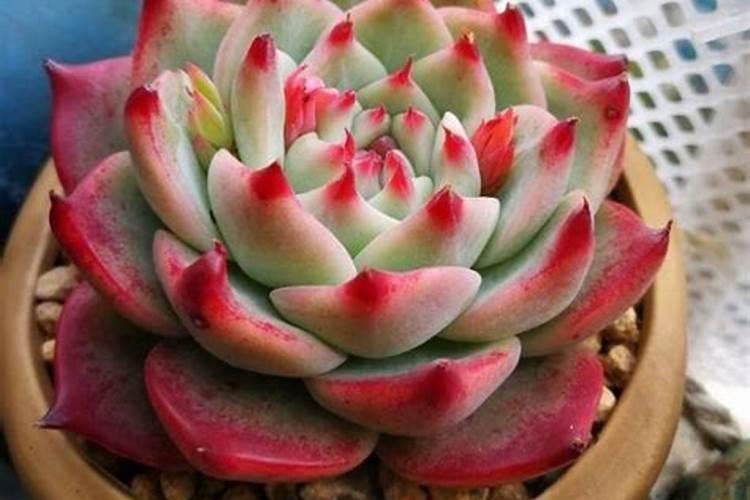 多肉怎么施肥施什么肥