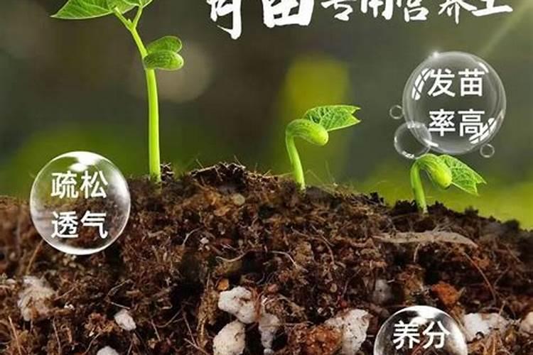 育苗营养土怎么制作 育苗基质和营养土有什么区别