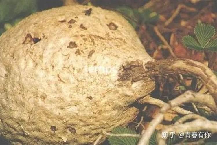 白兰花用什么肥料最好